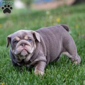Indigo Pearl, English Bulldog Puppy